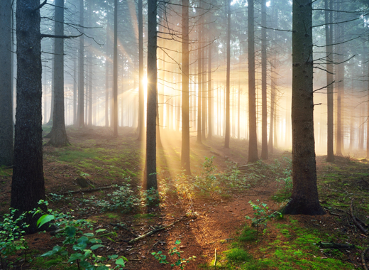 Plan recadré sur des troncs d'arbres fins dans une forêt, avec un coucher de soleil rayonnant au loin.