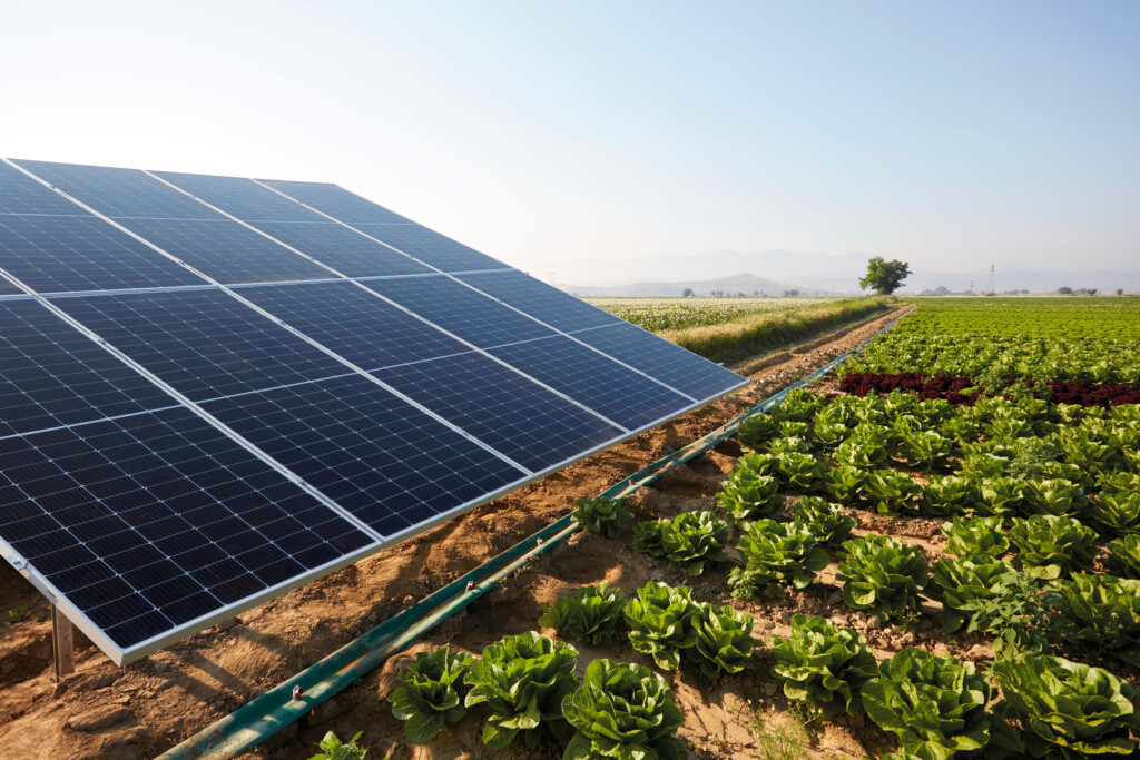 panneaux solaires entourés de cultures