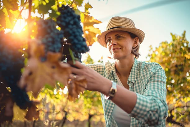 Femme qui récolte du raisin dans des vignes