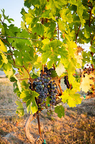 vigne avec raisins